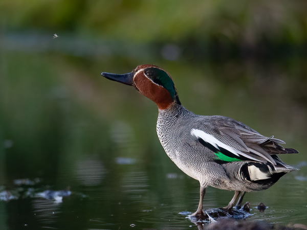 Tavi, Common Teal, Anas crecca
